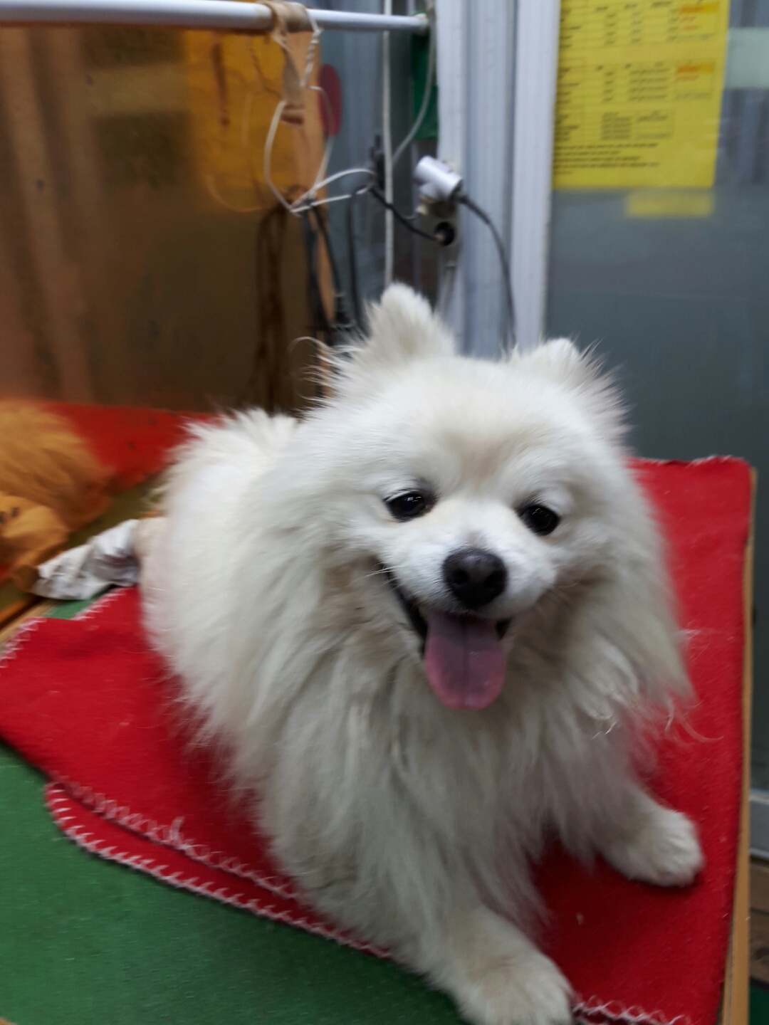 포메라니안 이미지 파일 입니다.